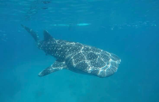 Malediven - Malediven