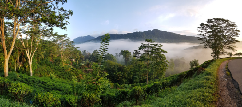 Sri Lanka - Regenwoud