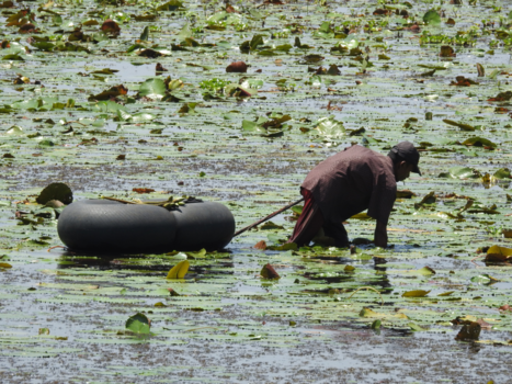 Sri Lanka - waterlelies plukken