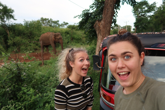 Sri Lanka - Olifanten langs de weg!