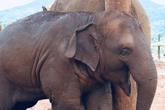 Thailand - Elephant Nature Park