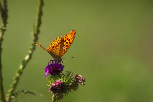 Rondreis door China en Tibet - steppe bewoner