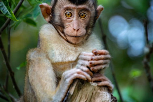 Rondreis door Maleisisch Borneo - Cheeky monkey!