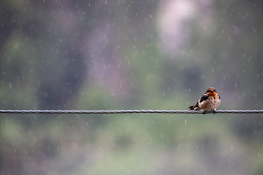 Eilandhoppen in Thailand - Angry bird! (Ao Nang, Thailand)