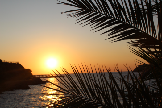 Petra - Sunset and Palm leaves