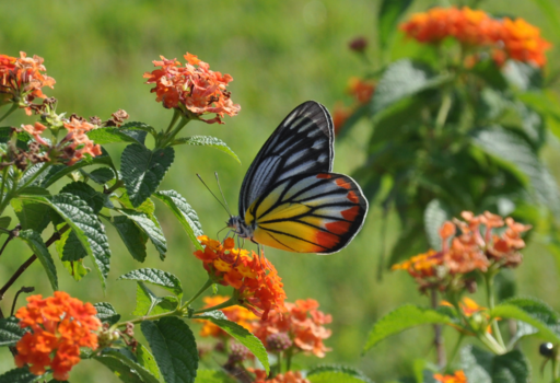 Myanmar - Vrolijke vlinder
