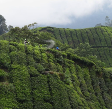 Maleisië - Cameron highlands