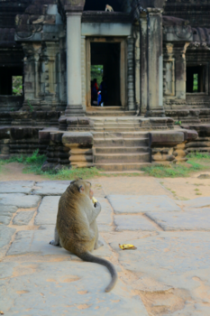 Cambodja - Vaste bewoner van Angkor Wat
