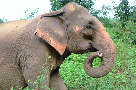 Thailand - Toto's elephant sanctuary