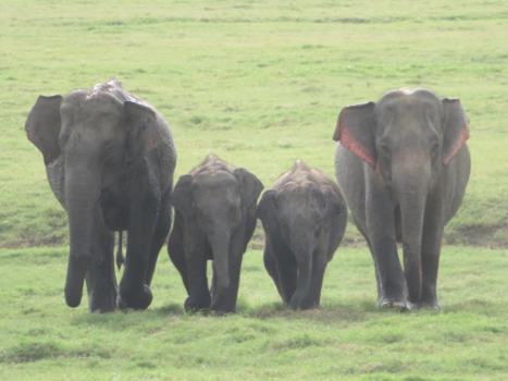 Sri Lanka - Happy family