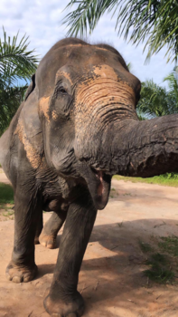 Rondreis Zuid-Thailand - Aziatische olifant in Krabi Elephant Sanctuary