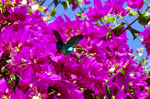 Wat Phrathat Doi Suthep - Kleur