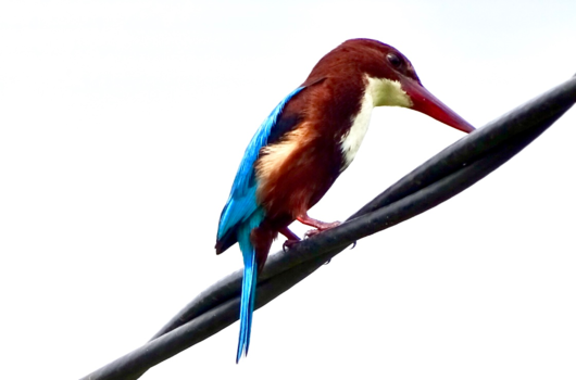 Yala National Park - Vogel