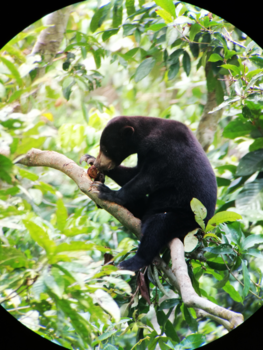 Maleisië - Malaysian Sun Bear
