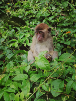 Maleisië - Kinabatngan River Cruise