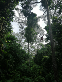 Maleisië - Orang Utan Rehabilitation Centre