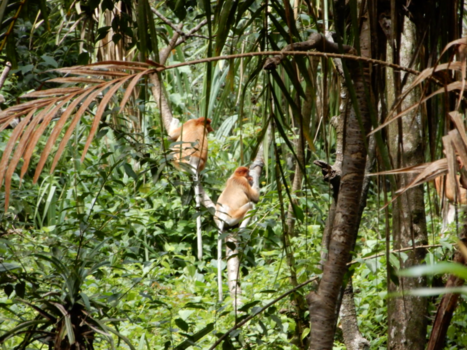 Maleisië - Neusapen Bako national park