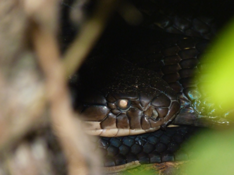 India - Sleeping king cobra