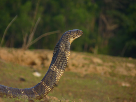 India - King cobra