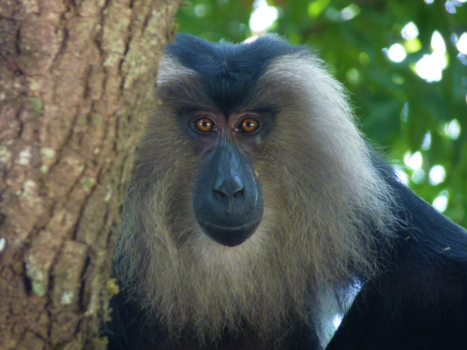 India - Leeuwenstaartmakaak