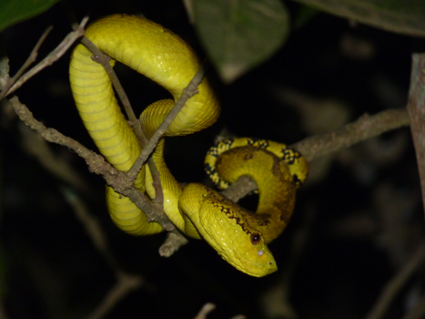 India - Yellow Malabar pitviper