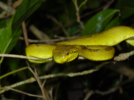 India - Yellow Malabar pitviper