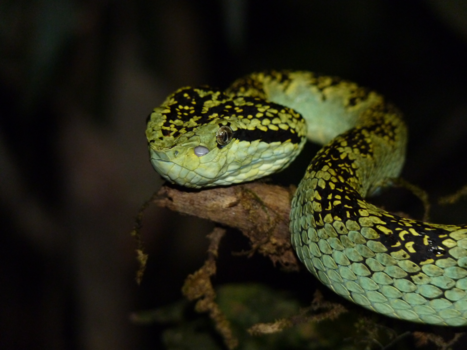 India - Light green Malabar pitviper