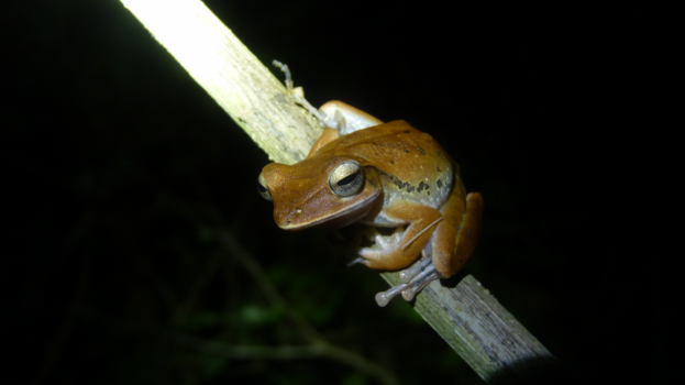 India - Western tree frog