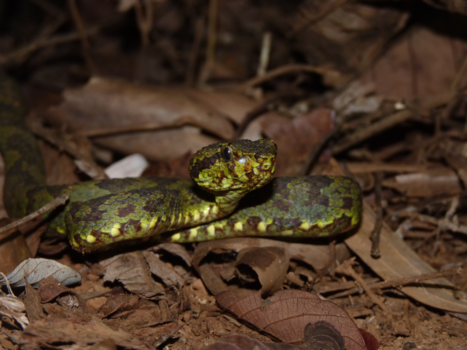 India - Dark green Malabar pitviper