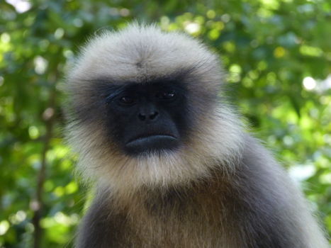India - Gray langur