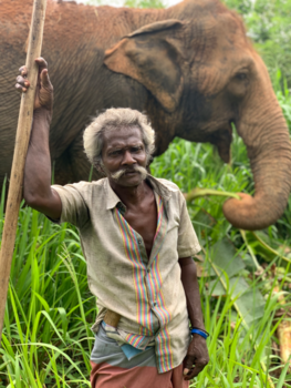 Sri Lanka - Ride a bike, not an elephant