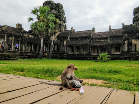 Angkor Wat - Monkey Business