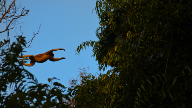 Rondreis door Maleisisch Borneo - Flying monkey