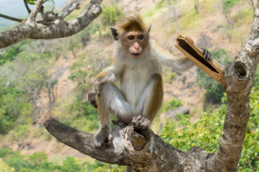 Sri Lanka - Aap houdt de wacht in Sri Lanka