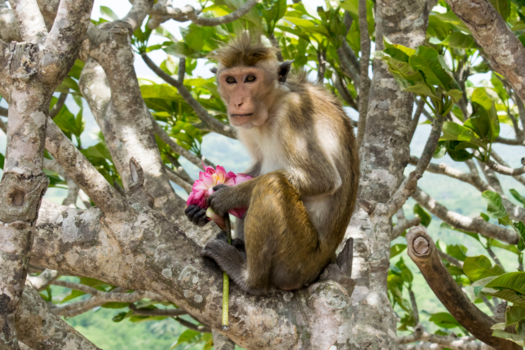 Sri Lanka - Aap met een lotusbloem van een tempel in Sri Lanka