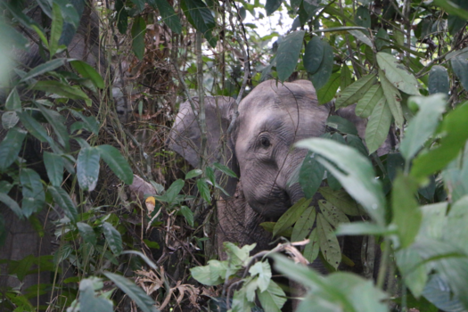 Maleisië - Beautiful Borneo Pygmy elephant