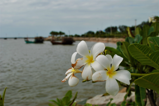 Thailand - sri racha flowers