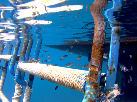 Koh Tao - Snorkelen.