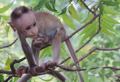 Sri Lanka - Dierenrijk in Sri Lanka