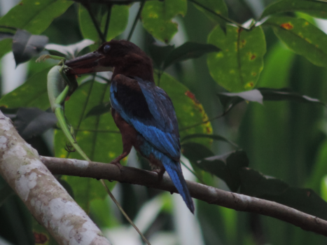 Sri Lanka - tropisch woud