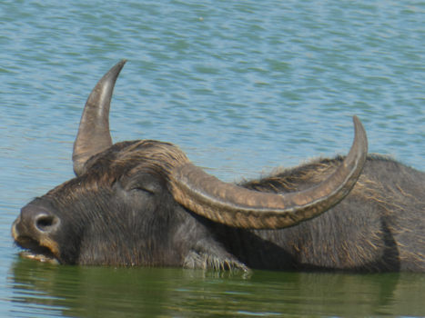 Sri Lanka - Ontspannend momentje