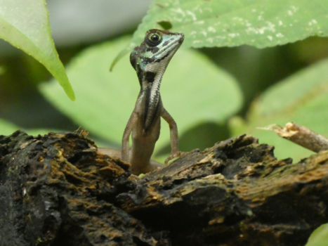 Sri Lanka - Waar dan?