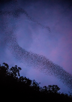 Rondreis door Maleisisch Borneo - Little mermaid of bats