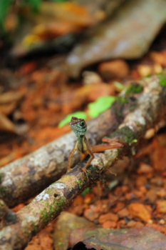 Sri Lanka - Schutkleuren