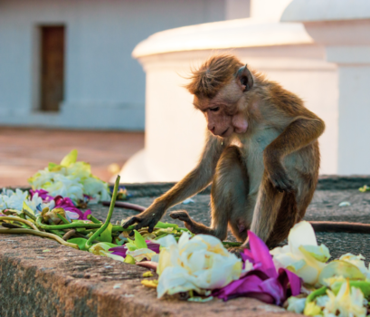 Anuradhapura - Mihintale Temple