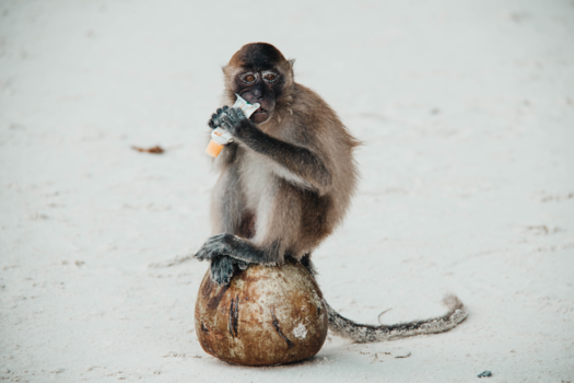 Thailand - Gevolgen van plastic in Thailand