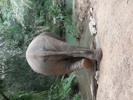 Rondreis Thailand in twee weken - Geredde olifant (Sanboon) gaat lekker badderen