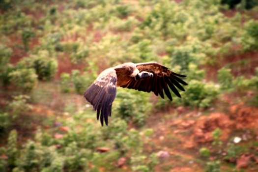 India - Gier in volle vlucht