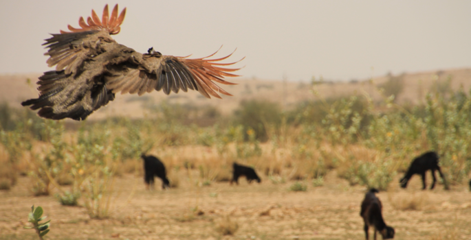 India - Vrouwelijke pauw in vlucht