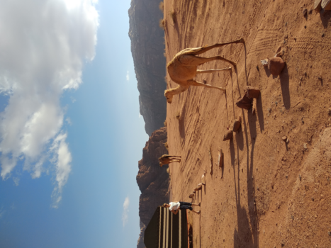 Wadi Rum - Mutual Respect